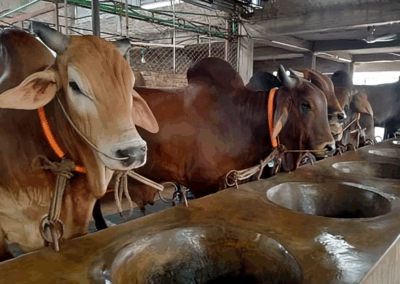 মাইলস্ এগ্রো ফিড মিলস্