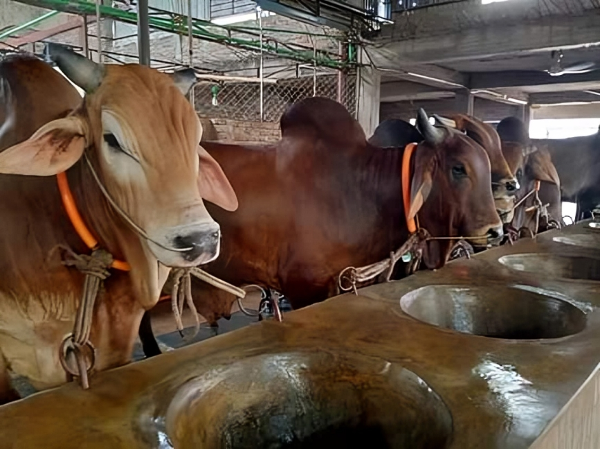 10 মাইলস্ এগ্রো ফিড মিলস্
