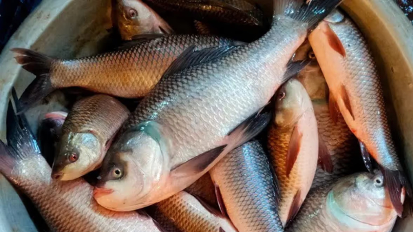 কাতলা মাছের চক্ষু রোগ দূর করার সহজ উপায়